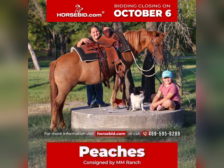 Meer ponys/kleine paarden Ruin 9 Jaar 119 cm Red Dun in Forney