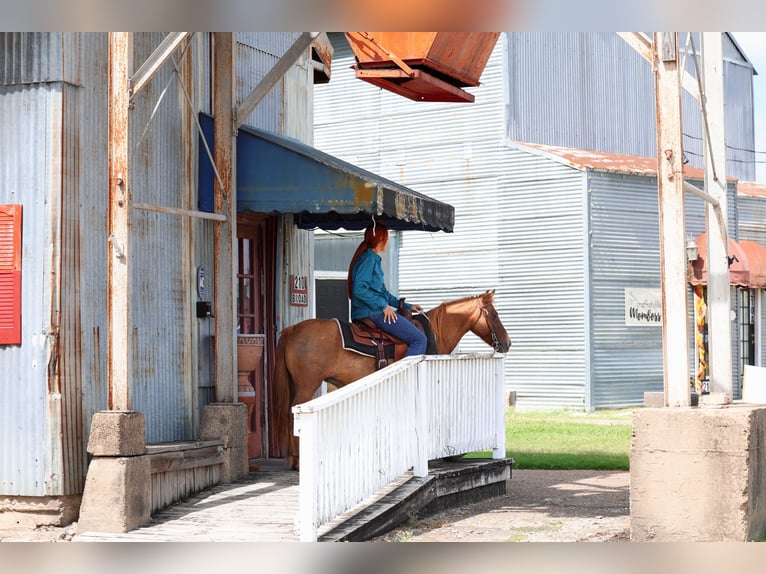 Meer ponys/kleine paarden Ruin 9 Jaar 119 cm Red Dun in Forney