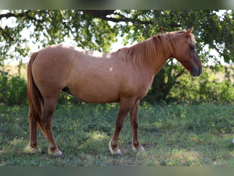 Meer ponys/kleine paarden Ruin 9 Jaar 119 cm Red Dun in Forney