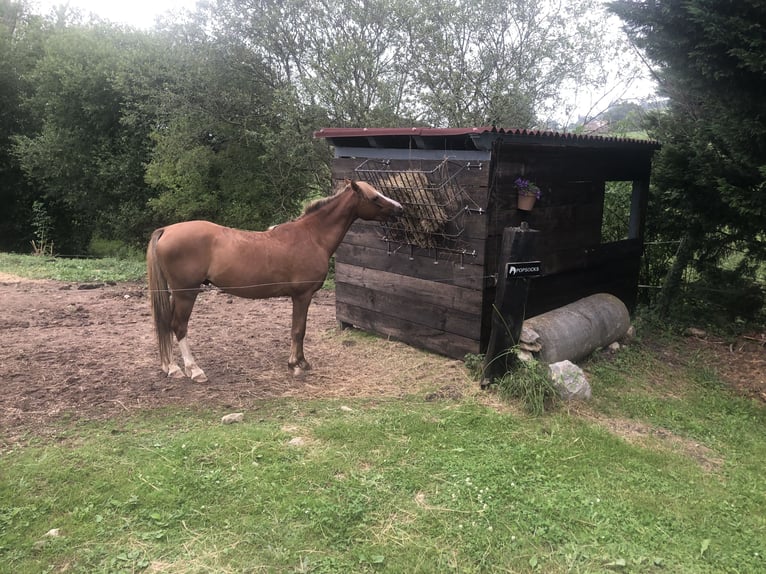 Meer ponys/kleine paarden Ruin 9 Jaar 129 cm Vos in Orejo