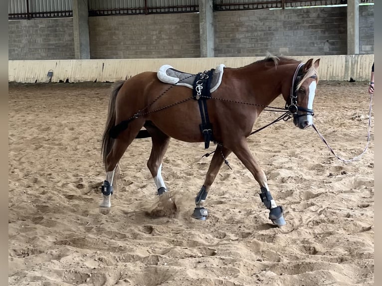 Meer ponys/kleine paarden Ruin 9 Jaar 129 cm Vos in Orejo
