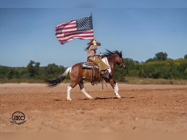 Meer ponys/kleine paarden Ruin 9 Jaar 132 cm Gevlekt-paard in Canyon