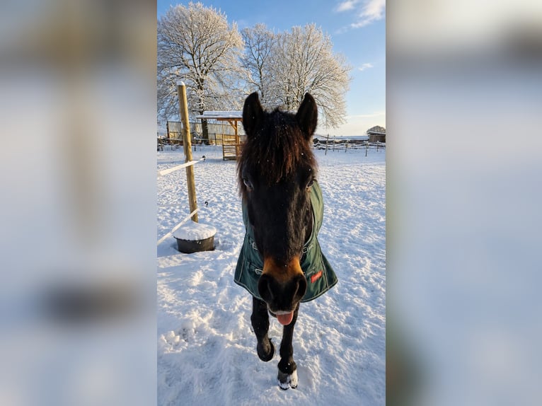 Meer ponys/kleine paarden Mix Ruin 9 Jaar 135 cm Bruin in Wuppertal
