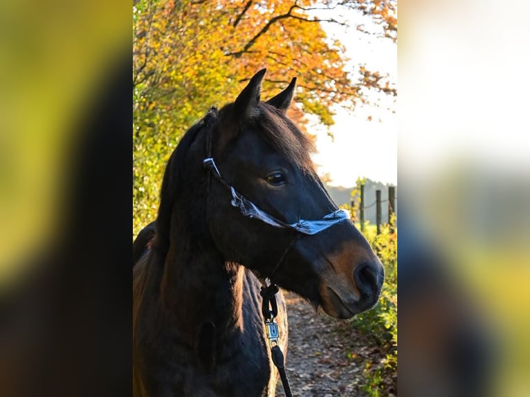 Meer ponys/kleine paarden Mix Ruin 9 Jaar 135 cm Bruin in Wuppertal