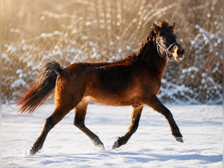 Meer ponys/kleine paarden Mix Ruin 9 Jaar 135 cm Bruin in Wuppertal
