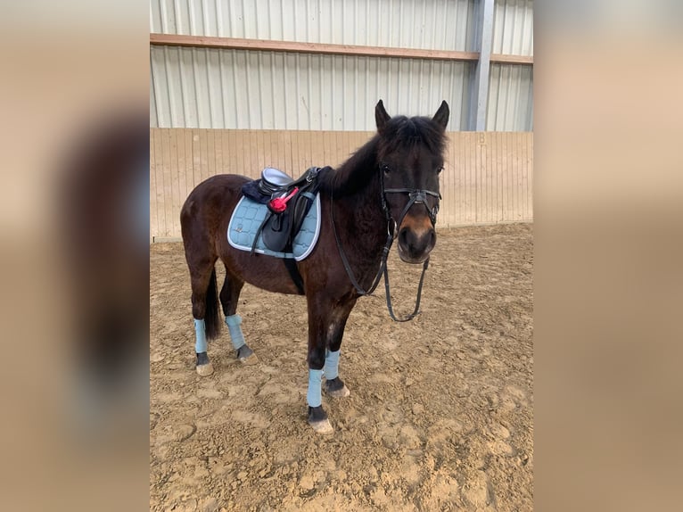 Meer ponys/kleine paarden Mix Ruin 9 Jaar 135 cm Bruin in Wuppertal