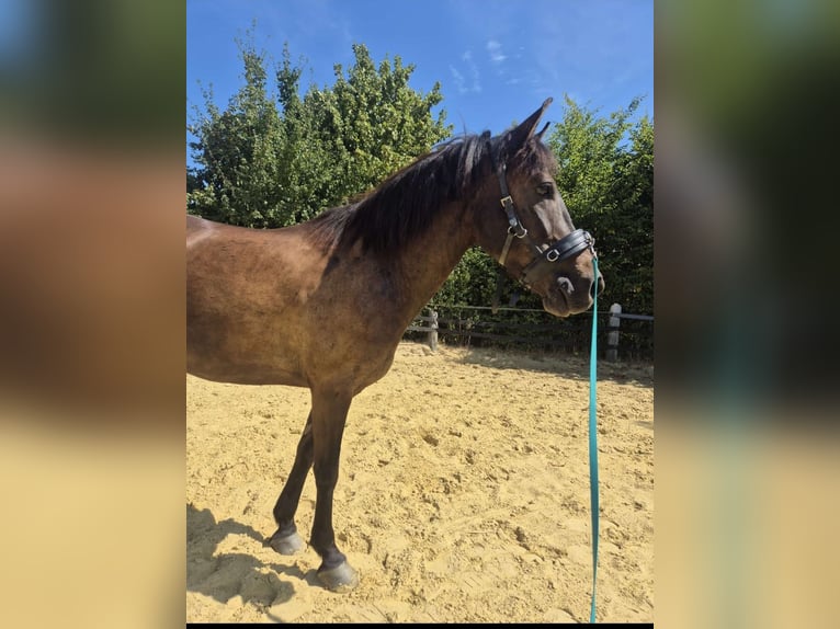 Meer ponys/kleine paarden Mix Ruin 9 Jaar 135 cm Bruin in Wuppertal