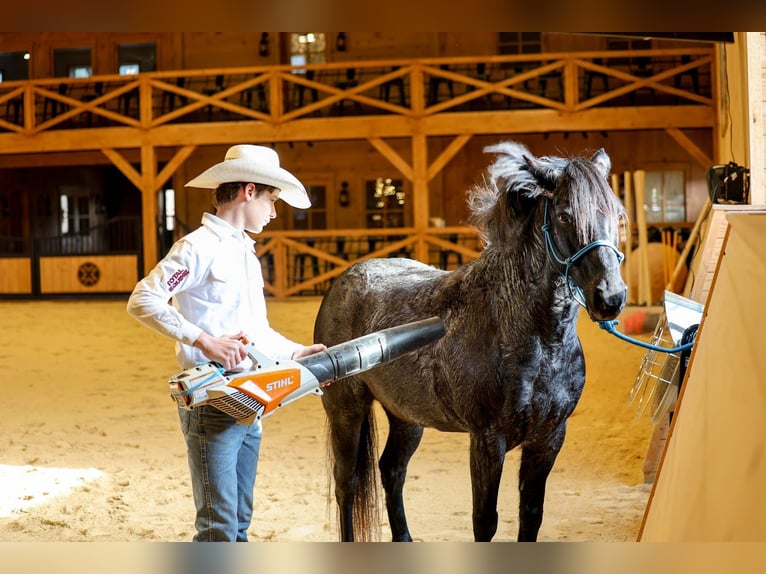 Meer ponys/kleine paarden Ruin 9 Jaar 135 cm Roan-Blue in Needmore