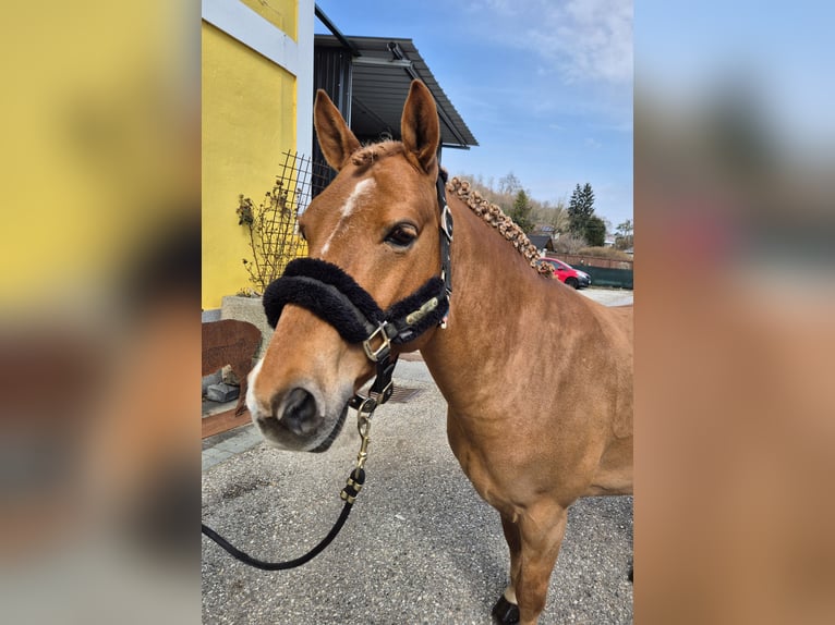 Meer ponys/kleine paarden Ruin 9 Jaar 135 cm Vos in Enns