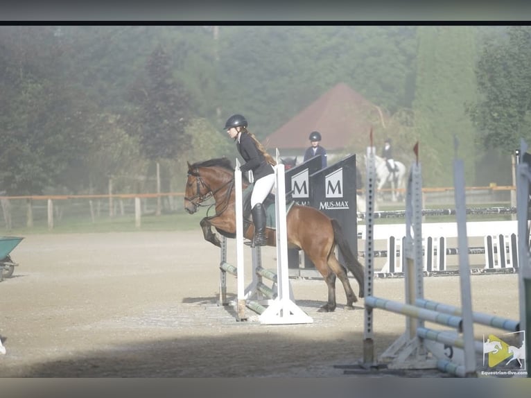 Meer ponys/kleine paarden Ruin 9 Jaar 136 cm Bruin in Sankt Veit an der Glan