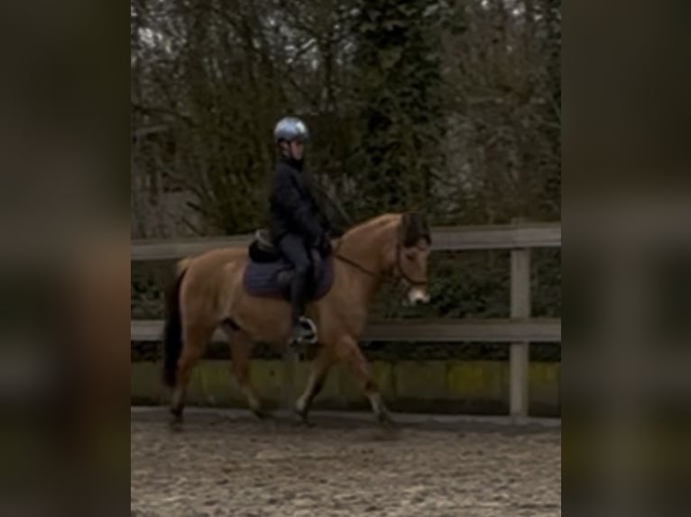 Meer ponys/kleine paarden Ruin 9 Jaar 137 cm Falbe in Sensenbach