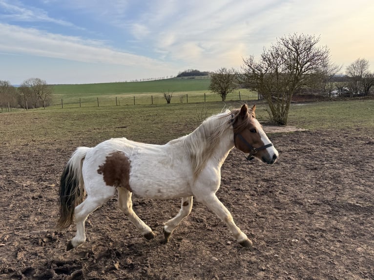 Meer ponys/kleine paarden Mix Ruin 9 Jaar 138 cm Gevlekt-paard in Kaltohmfeld
