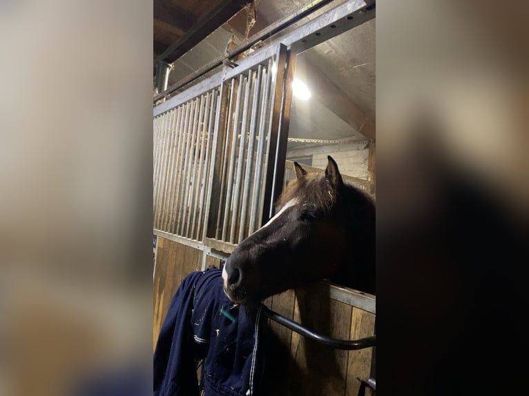 Meer ponys/kleine paarden Ruin 9 Jaar 140 cm Donkere-vos in Rheine