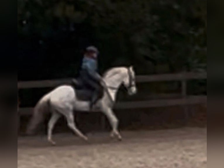 Meer ponys/kleine paarden Ruin 9 Jaar 140 cm Schimmel in Woldert