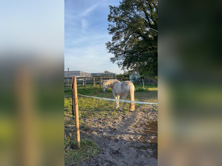 Meer ponys/kleine paarden Ruin 9 Jaar 141 cm Schimmel in Emsdetten