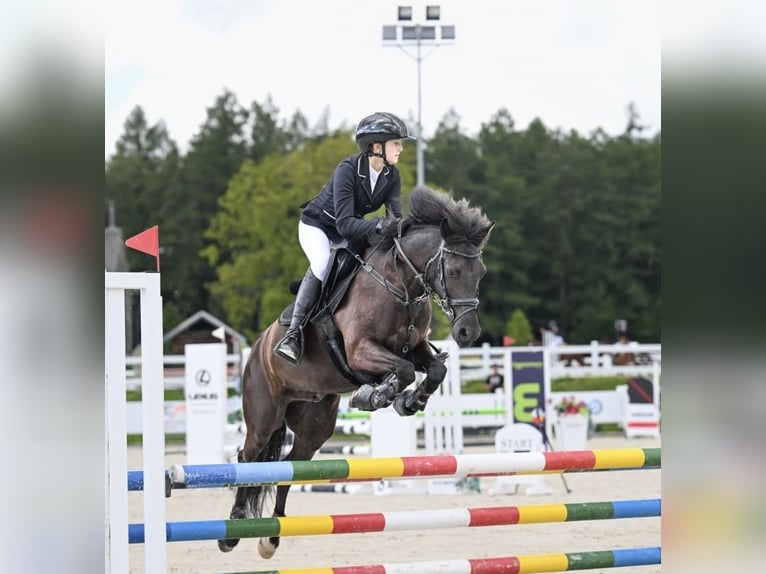 Meer ponys/kleine paarden Ruin 9 Jaar 141 cm Zwart in Reda