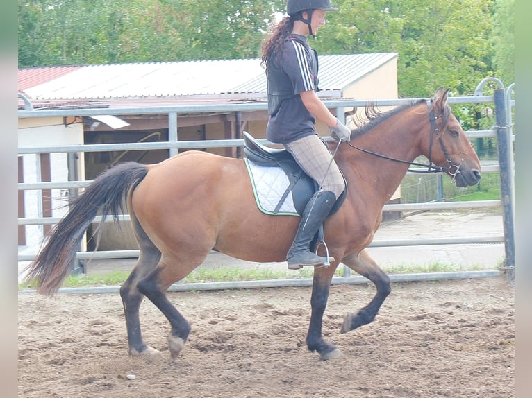 Meer ponys/kleine paarden Ruin 9 Jaar 144 cm Lichtbruin in Buttstädt