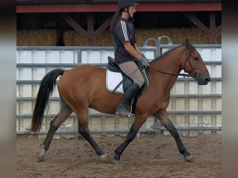 Meer ponys/kleine paarden Ruin 9 Jaar 144 cm Lichtbruin in Buttstädt