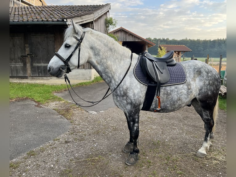 Meer ponys/kleine paarden Mix Ruin 9 Jaar 144 cm Schimmel in Kloster Schäftlarn