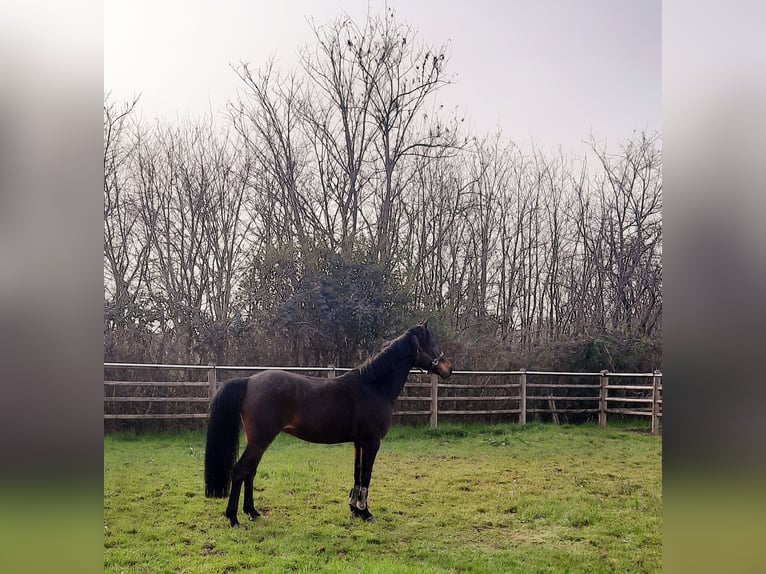 Meer ponys/kleine paarden Ruin 9 Jaar 146 cm Donkerbruin in Besana Brianza