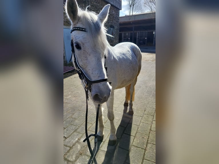 Meer ponys/kleine paarden Mix Ruin 9 Jaar 148 cm Appelschimmel in Essen