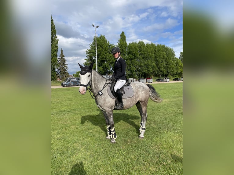 Meer ponys/kleine paarden Ruin 9 Jaar 148 cm Schimmel in Norderstedt