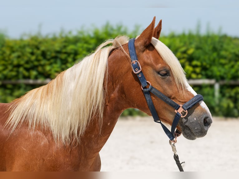 Meer ponys/kleine paarden Ruin 9 Jaar 148 cm Vos in Neustadt (Wied)