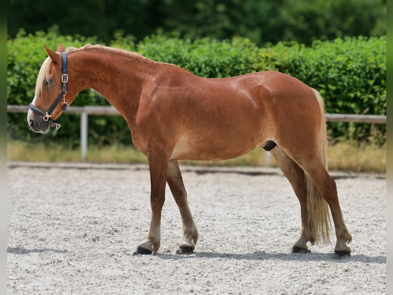 Meer ponys/kleine paarden Ruin 9 Jaar 148 cm Vos in Neustadt (Wied)