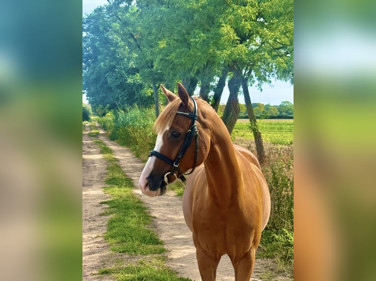 Meer ponys/kleine paarden Ruin 9 Jaar 148 cm Vos in Weiterstadt