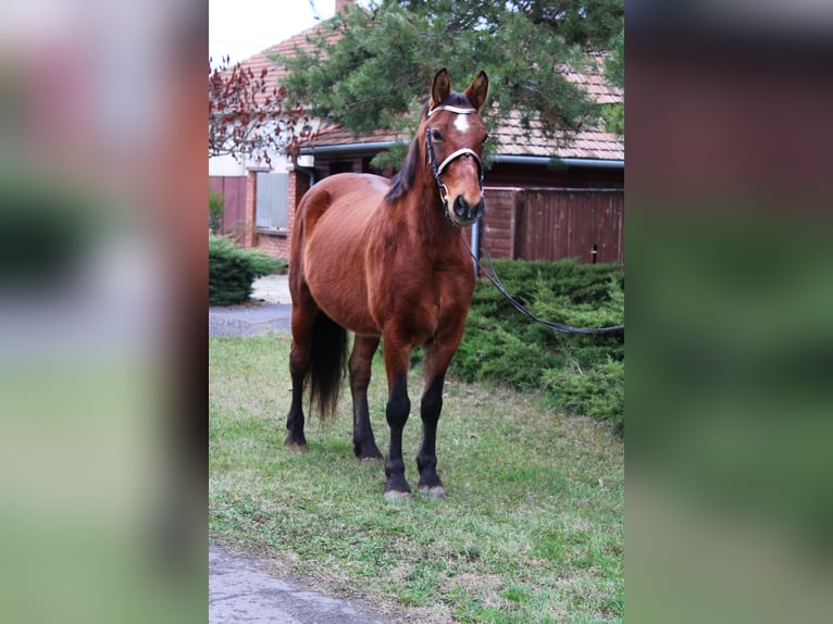 Meer ponys/kleine paarden Ruin 9 Jaar 151 cm Bruin in Békés