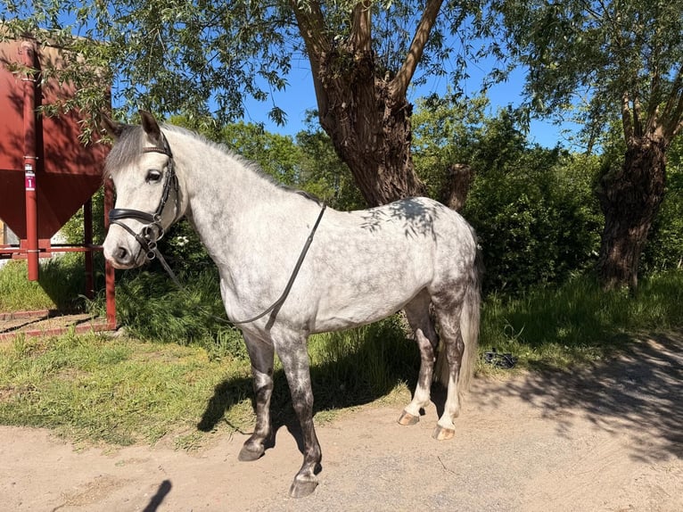 Meer ponys/kleine paarden Ruin 9 Jaar 152 cm Schimmel in Puurs