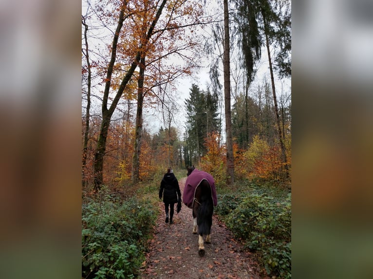 Meer ponys/kleine paarden Ruin 9 Jaar 157 cm Donkerbruin in Friedrichshafen