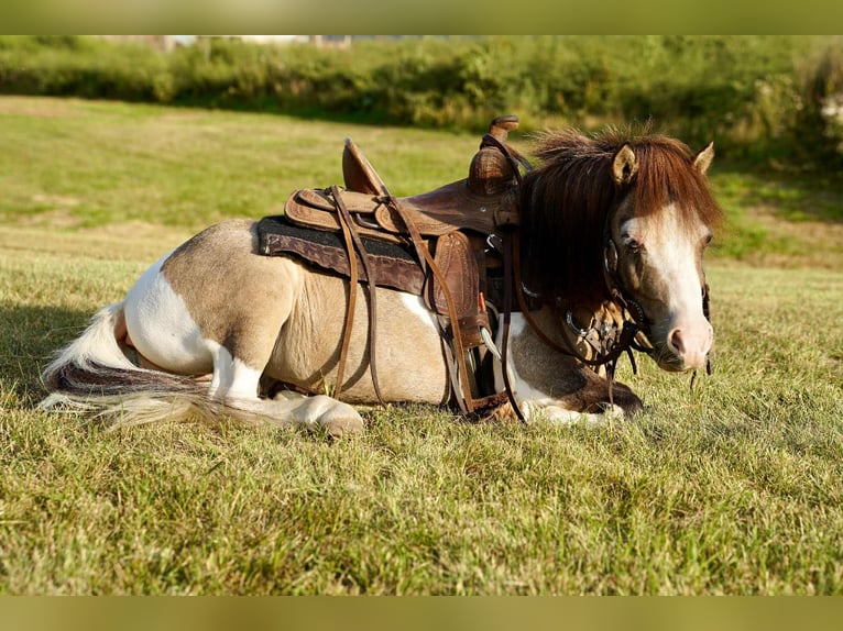 Meer ponys/kleine paarden Ruin 9 Jaar 84 cm Gevlekt-paard in Corsica