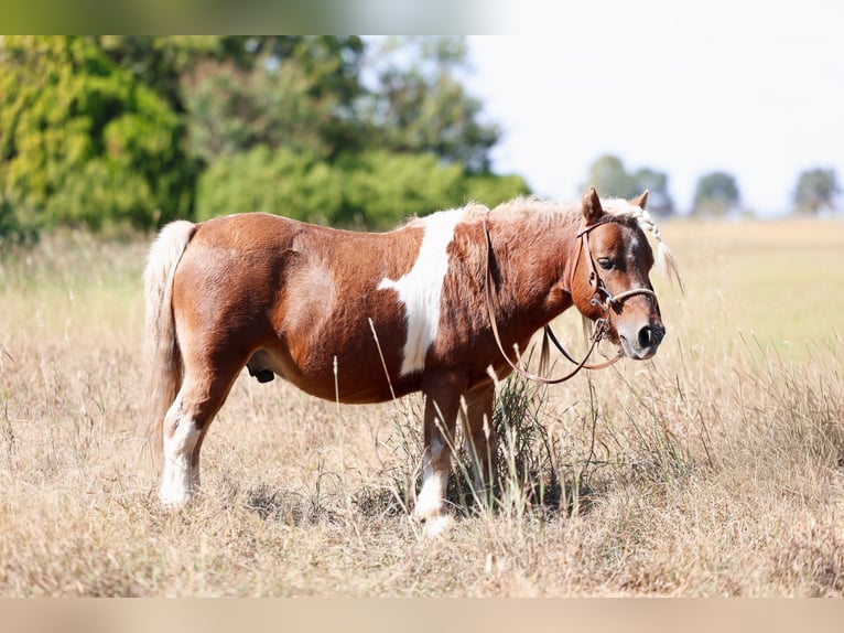 Meer ponys/kleine paarden Ruin 9 Jaar 86 cm Gevlekt-paard in Forney