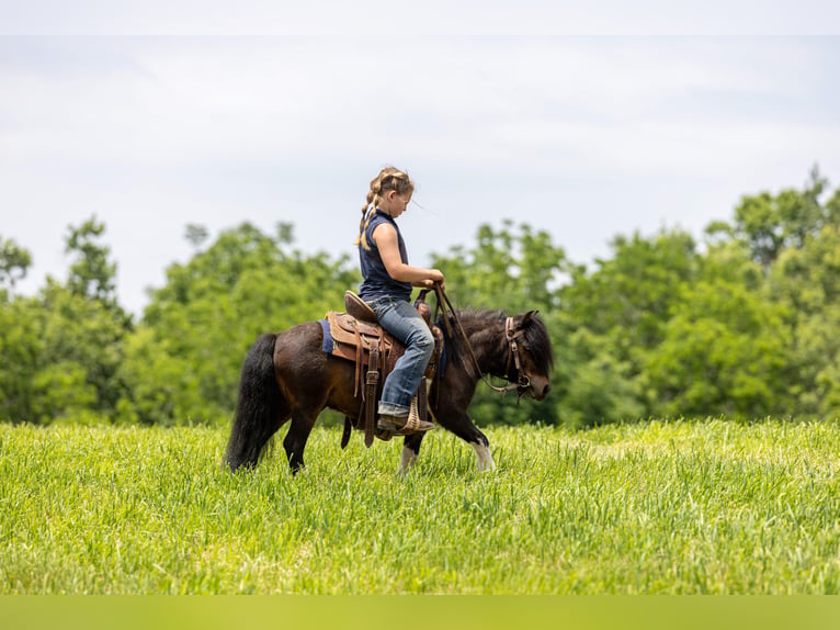 Meer ponys/kleine paarden Ruin 9 Jaar 89 cm Roodbruin in Ewing