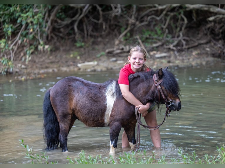 Meer ponys/kleine paarden Ruin 9 Jaar 89 cm Roodbruin in Ewing