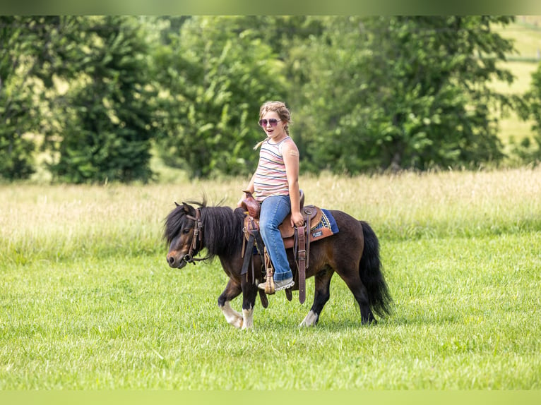 Meer ponys/kleine paarden Ruin 9 Jaar 89 cm Roodbruin in Ewing