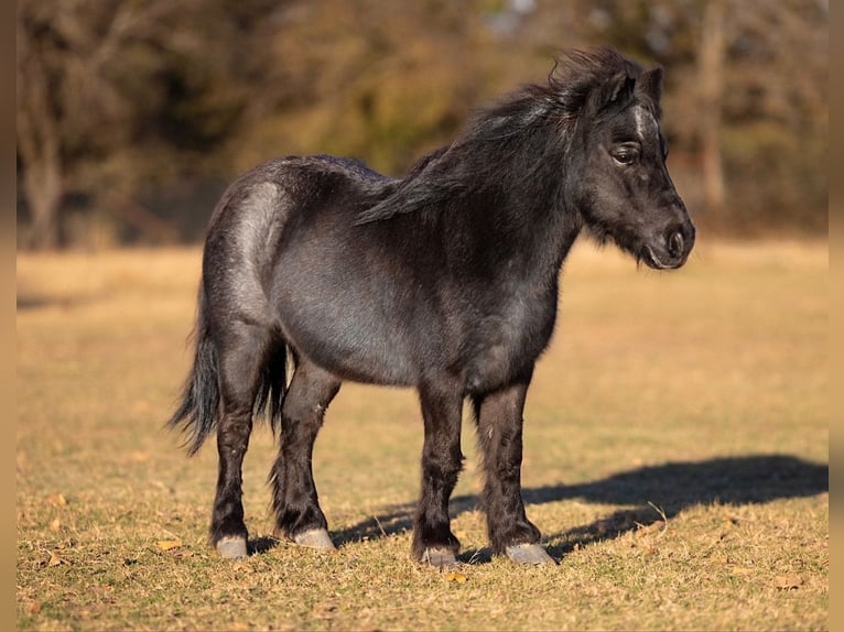 Meer ponys/kleine paarden Ruin 9 Jaar 91 cm Roan-Blue in Weatherford