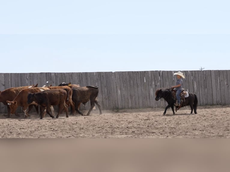 Meer ponys/kleine paarden Ruin 9 Jaar 91 cm Zwart in Nevis