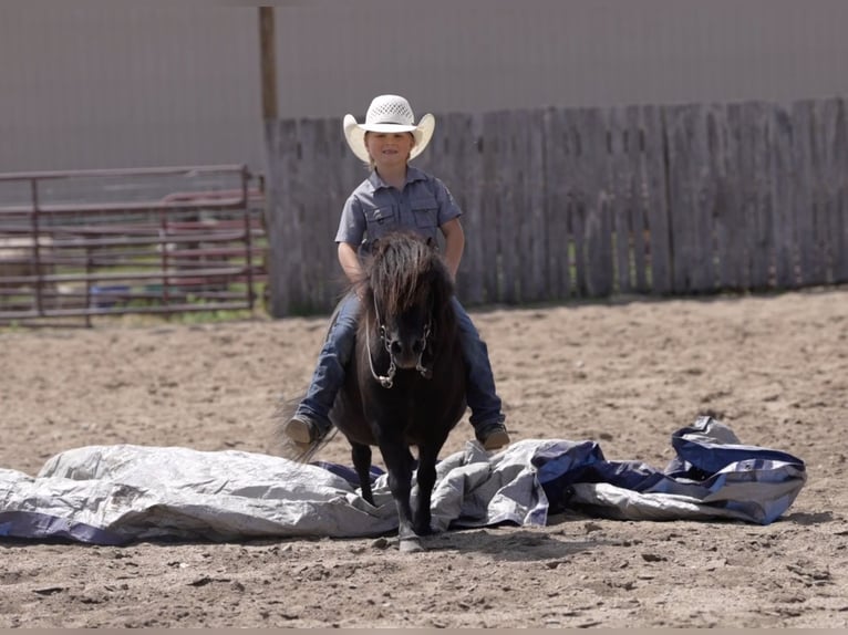Meer ponys/kleine paarden Ruin 9 Jaar 91 cm Zwart in Nevis