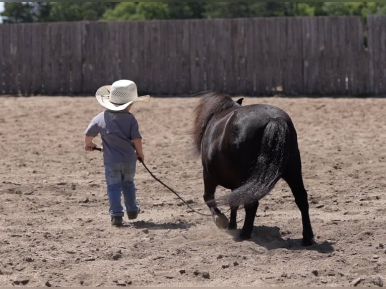 Meer ponys/kleine paarden Ruin 9 Jaar 91 cm Zwart in Nevis