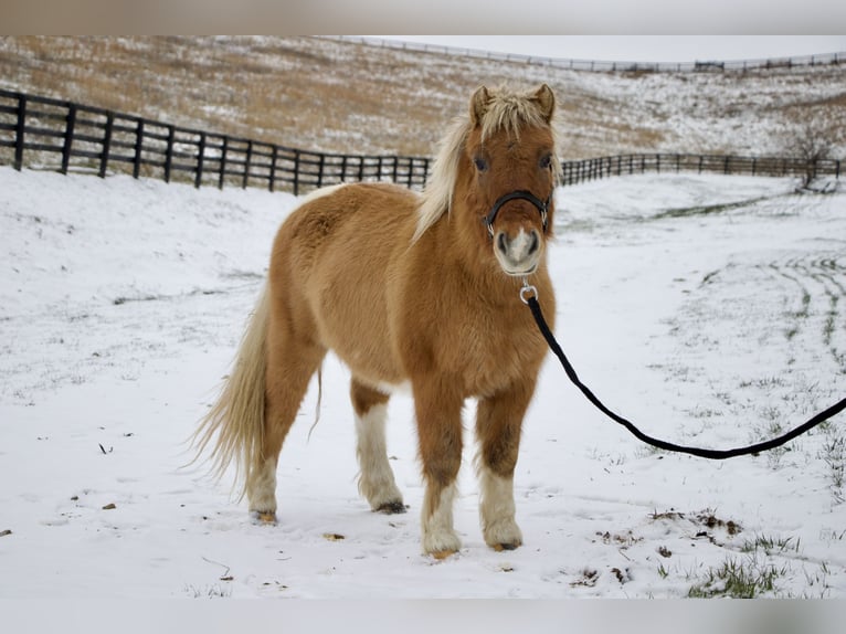 Meer ponys/kleine paarden Ruin 9 Jaar 99 cm Bruin in Paris