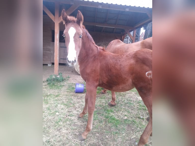 Meer volbloeden Hengst 1 Jaar 163 cm Vos in Koprivnica