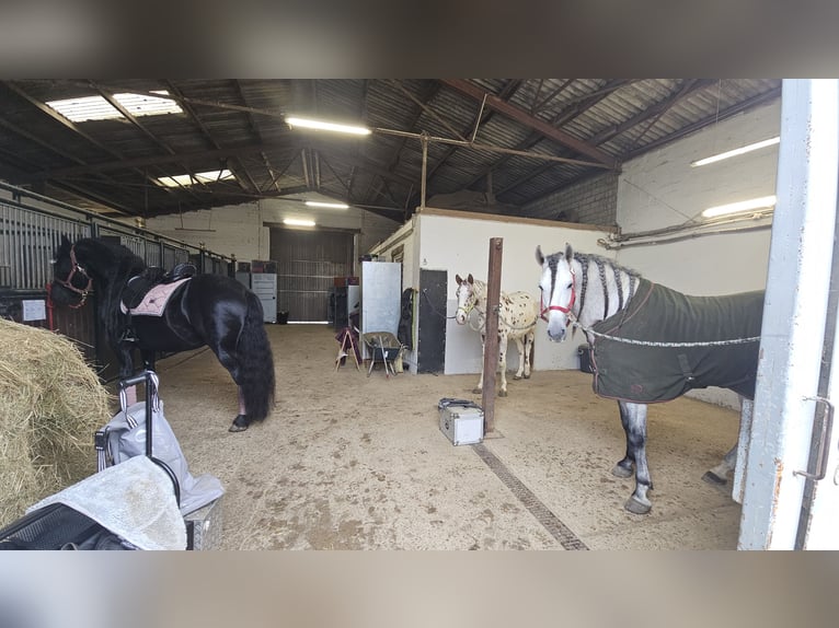 Meer volbloeden Hengst 3 Jaar 154 cm Appaloosa in Düren