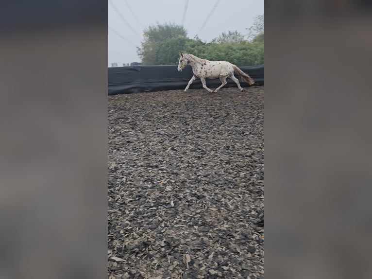 Meer volbloeden Hengst 3 Jaar 154 cm Appaloosa in Düren