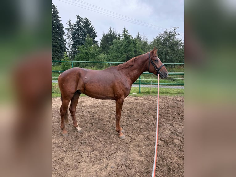 Meer volbloeden Hengst 3 Jaar 165 cm Vos in Gniezno