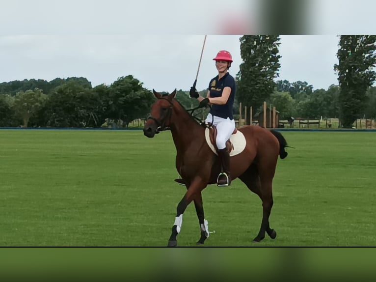 Meer volbloeden Hengst 8 Jaar 157 cm Blauwschimmel in Dallgow-Döberitz