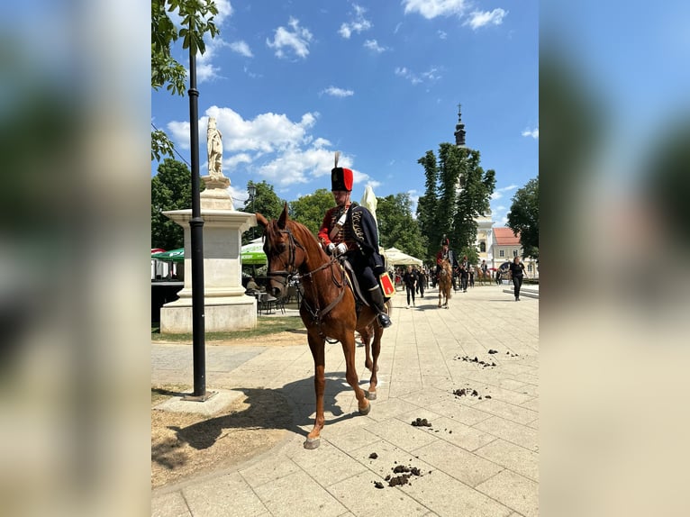 Meer volbloeden Hengst 9 Jaar 163 cm Vos in Koprivnica