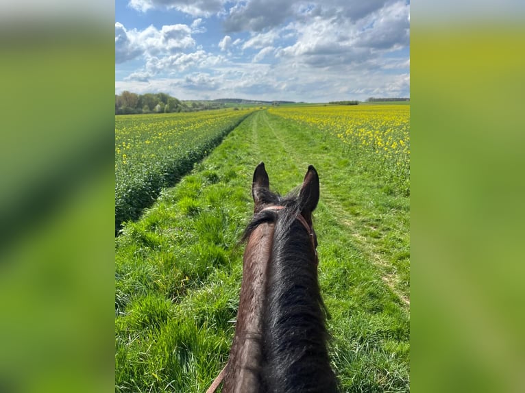 Meer volbloeden Merrie 10 Jaar 158 cm Bruin in Wetzlar