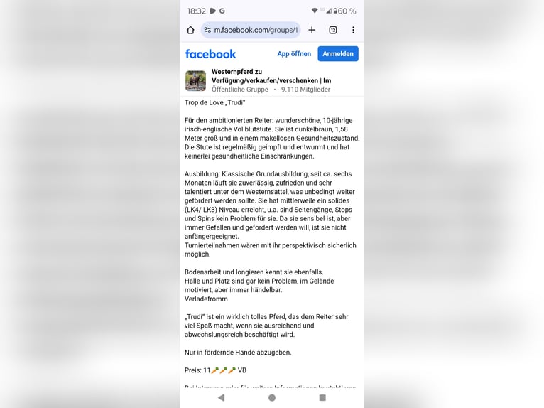 Meer volbloeden Merrie 10 Jaar 158 cm Bruin in Wetzlar